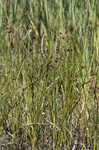 Saltmarsh bulrush